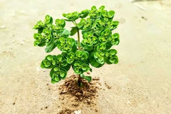 The Rise of Green Investments
